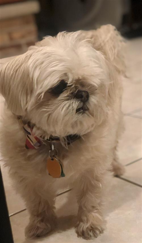 oscar 2 